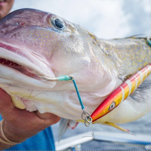 Golden Tilefish on a Johnny Jigs Gold Red Torpedo