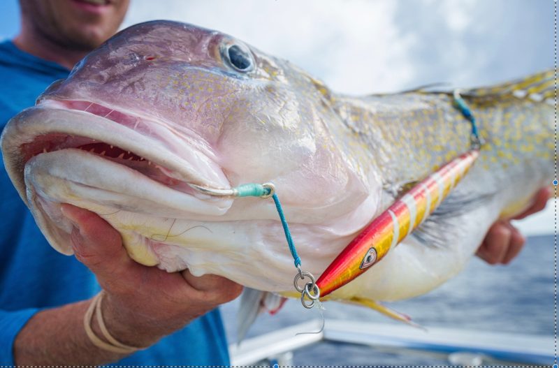 Golden Tilefish on a Johnny Jigs Gold Red Torpedo