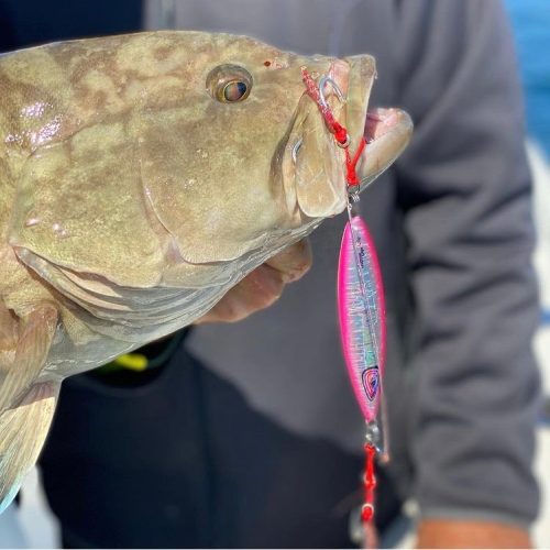 Scamp Grouper on Johnny Jigs Slow Pitch Jig